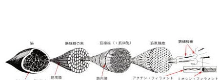 顎関節症・変形性膝関節症・椎間板ヘルニア(沖縄県那覇市の整体・マッサージ 新しい整体院)