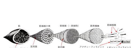 顎関節症・変形性膝関節症・椎間板ヘルニア(沖縄県那覇市の整体・マッサージ　新しい整体院)