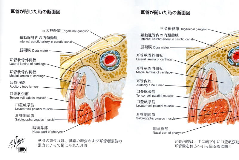 耳管咽頭管の開閉を示したもの　耳詰まり 沖縄県 那覇市 整体・マッサージ