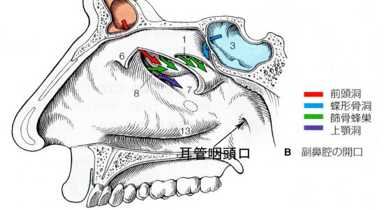 当院の顔面マッサージは副鼻腔にも影響を与えるようで、７０％以上の方が鼻づまりの緩和に効果を上げています。最近では蓄膿症の手術を受けた方が鼻の空気の通り具合が良くなった、事を報告されています。