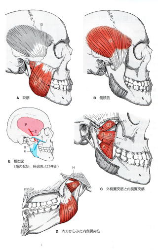 顔面神経麻痺を引き起こす原因 開口と表情筋・咀嚼筋の関係 　表情筋の部分 沖縄県 那覇市 整体・マッサージ