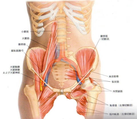 鼠径部痛 鼠径部痛の整体 マッサージの効果について 新しい整体院