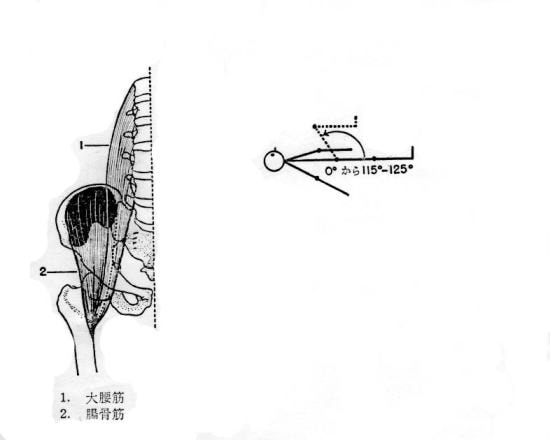 腸腰筋を圧迫