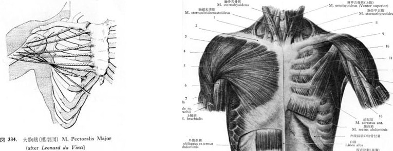 新しい整体院の大胸筋マッサージ・整体の方法