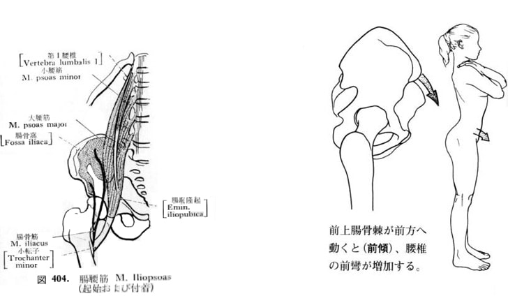 腸腰筋マッサージ 大腰筋と腸骨筋を一緒にして腸腰筋と呼ぶことがあります。沖縄県那覇市