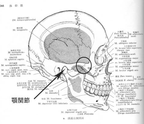 顎関節症　頭蓋骨1 沖縄県 那覇市
