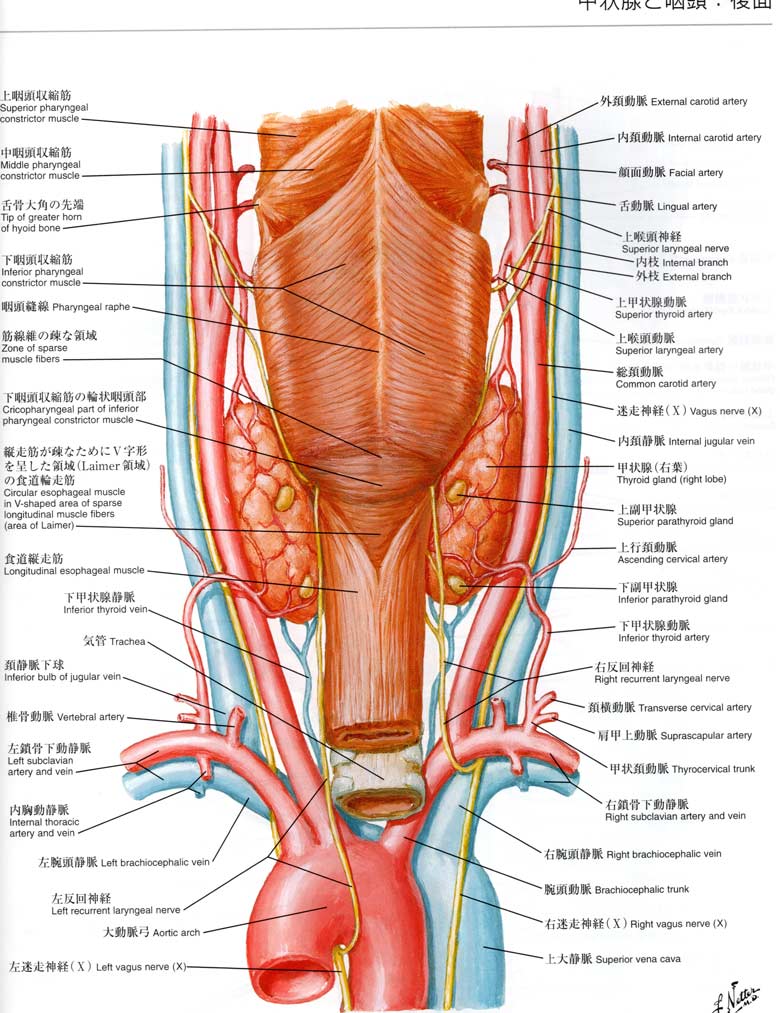 咽頭収縮筋