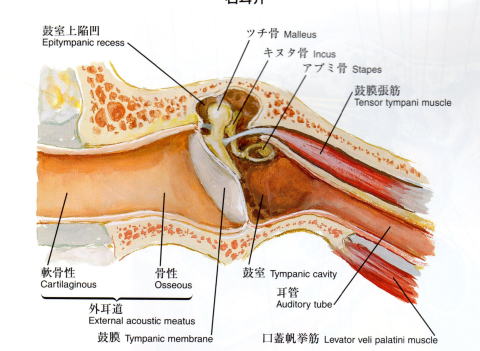 耳鳴り キーン 耳鳴りの改善方法 鼓膜張筋