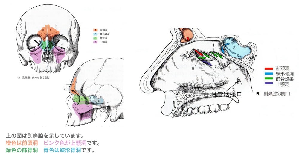 副鼻腔の位置と副鼻腔と鼻腔の空気の流れ